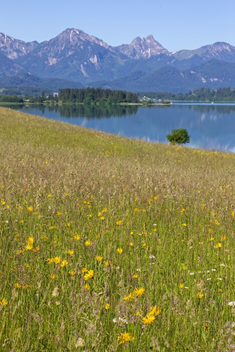 Artenreiche Mähwiese am Ostufer des Forggensees Artenreiche Mähwiese am Ostufer des Forggensees