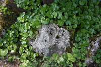 Die Haselwurz ist ein heimsicher Bodendecker und passt unter Bäume und Sträucher