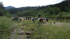 Teilnehmer der Ostallgäuer Projektwoche am Halblech, wo sich die aus Nordamerika stammende Goldrute ausgebreitet hat und heimische kiesbesiedelnde Arten verdrängt Teilnehmer der Ostallgäuer Projektwoche am Halblech, wo sich die aus Nordamerika stammende Goldrute ausgebreitet hat und heimische kiesbesiedelnde Arten verdrängt